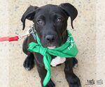 Small #10 Labrador Retriever Mix