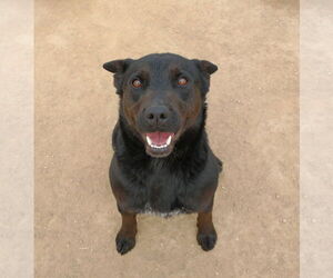 Love - Female Labrador Retriever Dog for Adoption - Photo #5