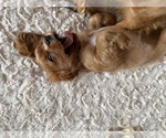 Small #6 Cavalier King Charles Spaniel