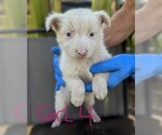 Small #4 Miniature Australian Shepherd