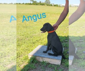 Labrador Retriever Litter for sale in MERIDEN, KS, USA