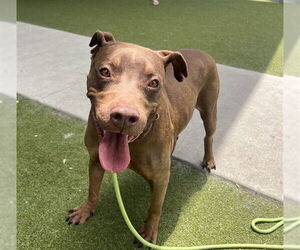 Mutt Dogs for adoption in Waco, TX, USA