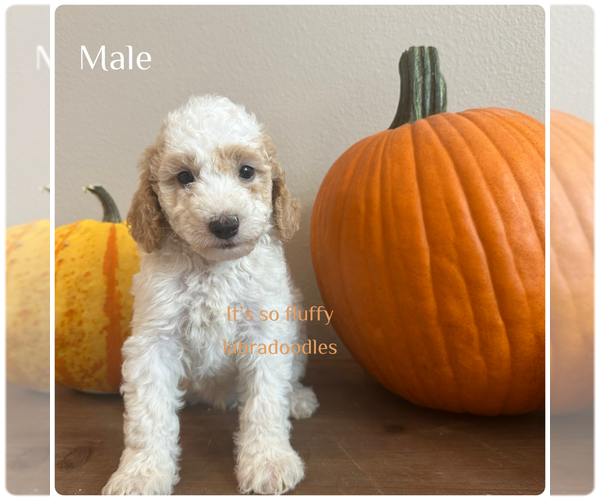 Medium Photo #2 Miniature Labradoodle Puppy For Sale in GROVELAND, FL, USA