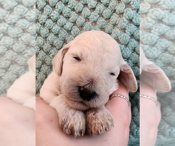Medium Photo #52 Poodle (Standard) Puppy For Sale in CLAYTON, WA, USA