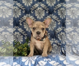 French Bulldog Puppy for sale in QUARRYVILLE, PA, USA