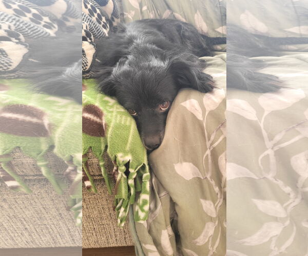 Medium Photo #5 Cavalier King Charles Spaniel-Unknown Mix Puppy For Sale in Rockaway, NJ, USA