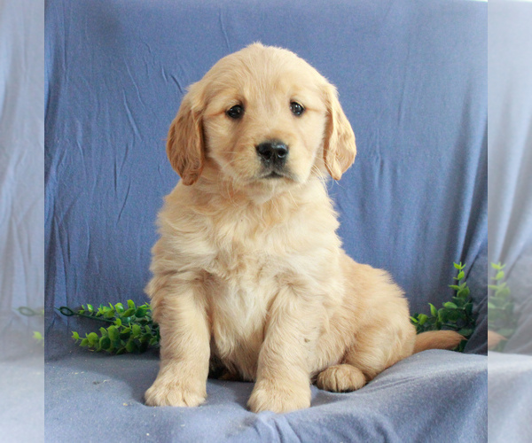 Medium Photo #5 Golden Retriever Puppy For Sale in GORDONVILLE, PA, USA