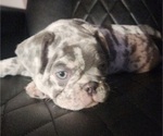 Small Photo #11 French Bulldog Puppy For Sale in GRAND TERRACE, CA, USA