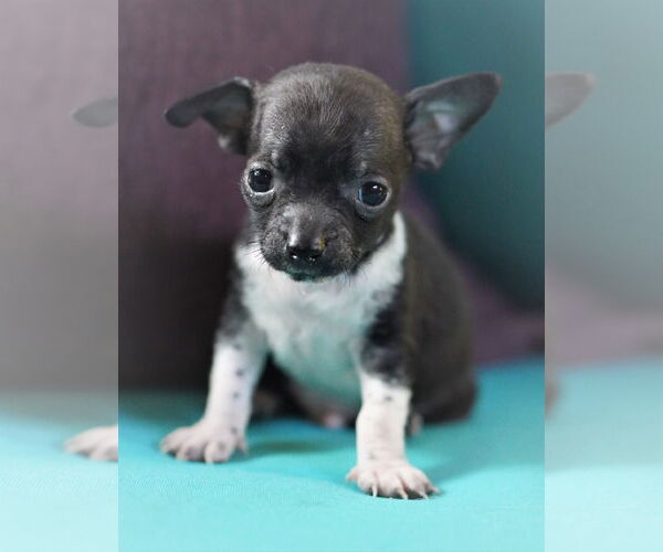 Medium Photo #2 Chiweenie Puppy For Sale in Holly Springs, NC, USA