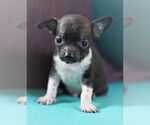 Small #1 Chiweenie