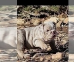 Small Photo #12 English Bulldog Puppy For Sale in HESPERIA, CA, USA