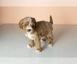 Small #4 Cavapoo mix (+ Poodle Miniature)