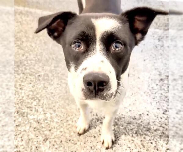 Medium Photo #2 Border Collie-Unknown Mix Puppy For Sale in Houston, TX, USA