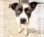 Small #1 Border Collie Mix