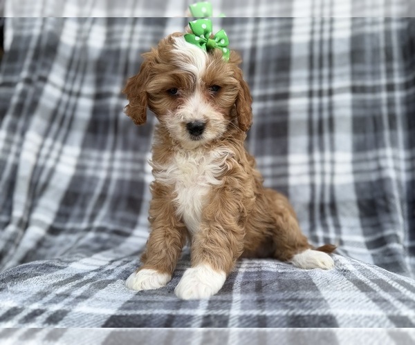 Medium Photo #5 Cavapoo (Miniature) Puppy For Sale in LAKELAND, FL, USA