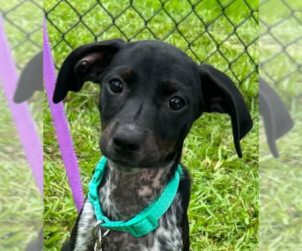 Medium Photo #7 Mutt Puppy For Sale in Tarrytown, GA, USA