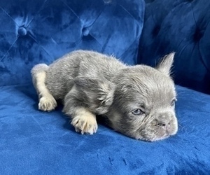 French Bulldog Puppy for sale in ANCHORAGE, AK, USA