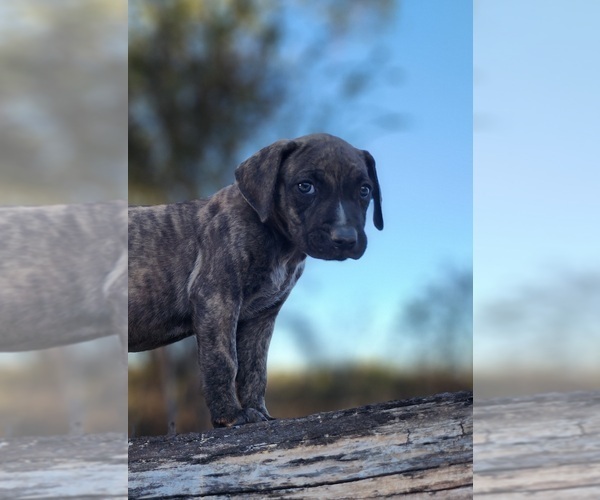 Medium Photo #17 Catahoula Leopard Dog Puppy For Sale in CUMBY, TX, USA