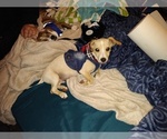 Small Photo #7 Chiweenie Puppy For Sale in VANCOUVER, WA, USA
