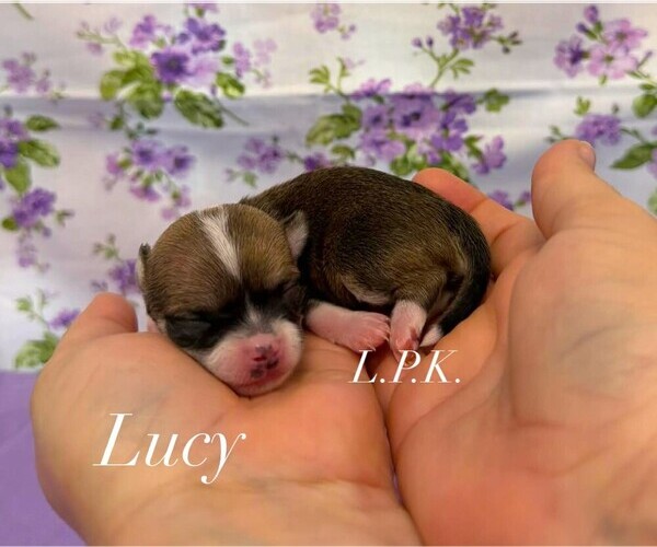 Medium Photo #1 Chihuahua Puppy For Sale in WINNSBORO, LA, USA