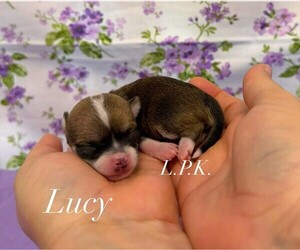Chihuahua Puppy for sale in WINNSBORO, LA, USA