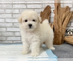 Small Photo #4 Poodle (Toy) Puppy For Sale in SAN FRANCISCO, CA, USA