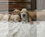 Small #5 Golden Retriever