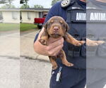 Small #2 Doberman Pinscher