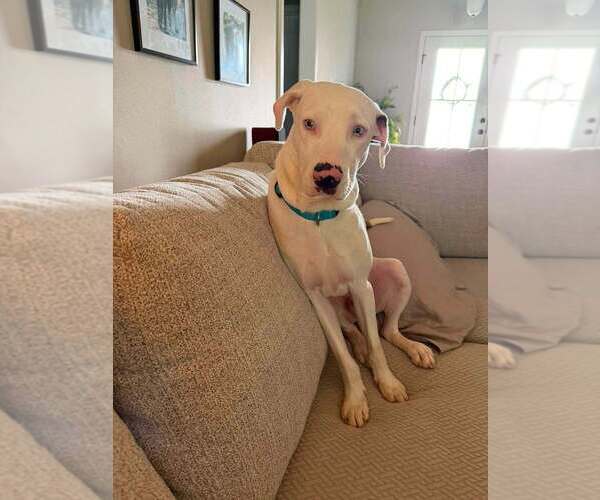 Medium Photo #8 Catahoula Leopard Dog-Unknown Mix Puppy For Sale in Abbeville, LA, USA