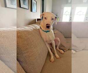 Caesar - Male Catahoula Leopard Dog-Unknown Mix Dog for Adoption - Photo #8
