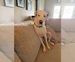 Small #7 Catahoula Leopard Dog Mix