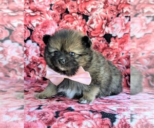 Pomeranian Puppy for sale in PEACH BOTTOM, PA, USA