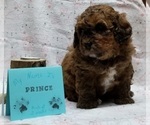 Puppy 3 Maltipoo-Poodle (Miniature) Mix