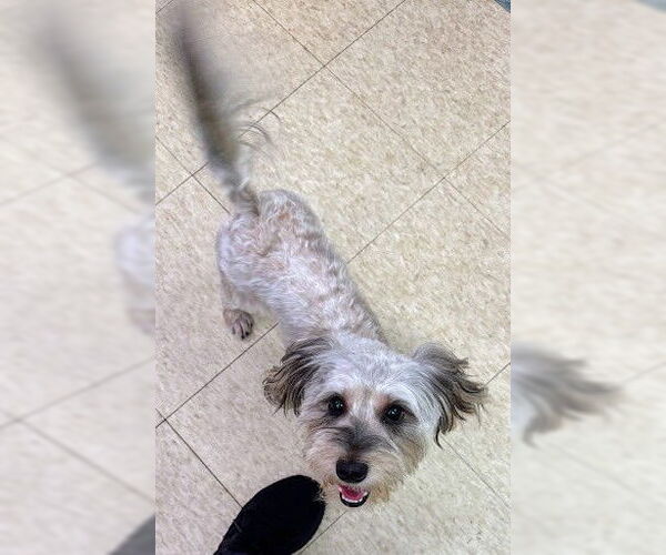Medium Photo #4 Havanese Puppy For Sale in Westmont, IL, USA