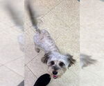 Small #3 Havanese