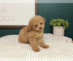 Small #12 Cavapoo