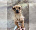 Small #6 Chihuahua