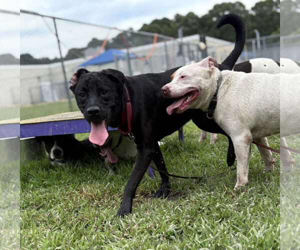 Medium Photo #4 Labrador Retriever-Unknown Mix Puppy For Sale in Virginia Beach, VA, USA