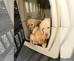 Small Photo #24 Golden Retriever Puppy For Sale in SAINT LOUIS, MO, USA