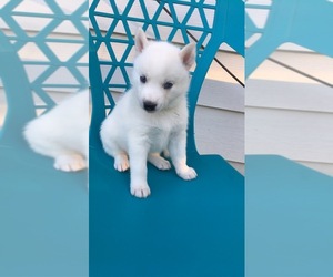 Siberian Husky Puppy for sale in CHARLESTON, IL, USA
