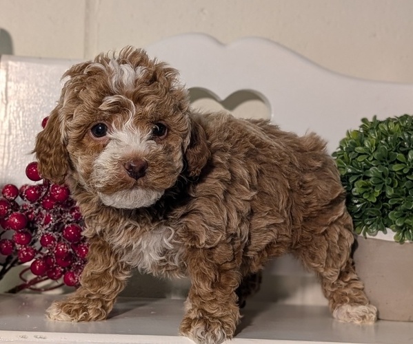 Medium Photo #4 Poodle (Miniature) Puppy For Sale in GOSHEN, IN, USA