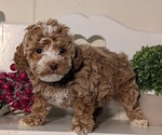 Small #3 Poodle (Miniature)