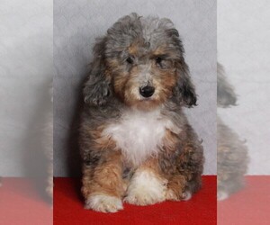 Poodle (Miniature)-Sheepadoodle Mix Puppy for sale in FREDERICKSBURG, OH, USA