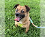 Small #1 Mutt