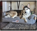 Small Photo #1 Alaskan Malamute Puppy For Sale in SMYRNA, NY, USA