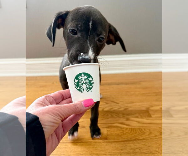 Medium Photo #10 Labrador Retriever-Unknown Mix Puppy For Sale in Plainfield, IL, USA