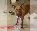 Small #1 Australian Kelpie-Labrador Retriever Mix