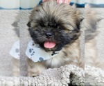 Small Photo #12 Shih Tzu Puppy For Sale in MANES, MO, USA