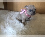 Small #1 French Bulldog