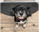 Small Photo #4 Shih Tzu-Unknown Mix Puppy For Sale in Bellevue, WA, USA